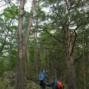 단풍산(1150m), 매봉산(1268m)~영월 상동읍 이미지