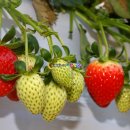 천애농장 이미지