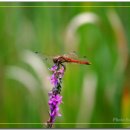 고추잠자리 이미지