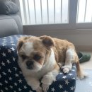 그루밍펫살롱 이미지