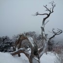 12/31(목요무박)가격파괴-태백산 신년일출&사우나[사우나포함25,000원] 이미지