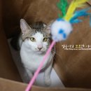 행복한 냥이네 이미지