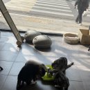 고양이무마취미용 고무미 이미지