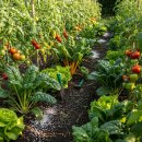 대유농장 | 잔디비료 대유 잔디짱짱(잔디운동장, 정원, 골프장, 산소용) 사용법과 후기