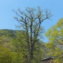골든네스트카페