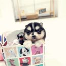 폼스키 분양 폼스몽 강남본점 | 대전폼스키 제주애견분양 모두 갖춘 하이브리드 추천견