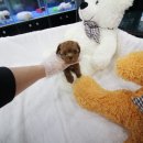 도그웨이 청주점 이미지