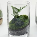 테라리움A 이미지