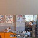 행복하개키울고양 이미지