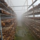 고노골농장 이미지