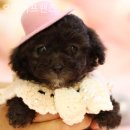 오마이프렌즈 이미지