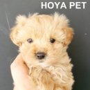 파주운정강아지분양 호야펫 이미지