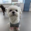 코코케아