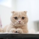 묘신사 그루밍 이미지