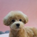 바오펫샵 이미지