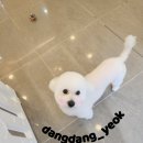 엔젤애견 이미지