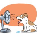 아일랜드헬스 아주점 네이버블로그