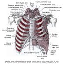 횡격막근(diaphragm muscle)과 늑간근 이미지