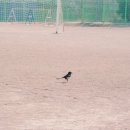 영종초등학교 금산분교 이미지