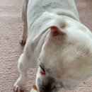 더 빛나개 이미지