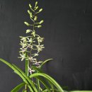 Dendrobium blue twinkle (덴드로비움 블루 투윈클 ) 이미지