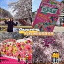 에덴 | 2026 에덴벚꽃길 축제 후기｜벚꽃 아직 가능, 현재 만개·주차 솔직후기