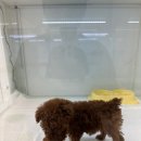 동탄강아지분양 도그데이 이미지