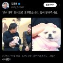 어제 정식 개관했다는 국내최대 반려견 테마파크 '반려마루' 이미지