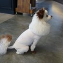 박여진애견미용실 이미지