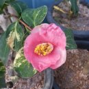 철거하다 말고 고흥으로 이미지