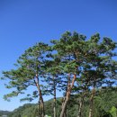 날러는 어띠 살라하고 바리고 가시리잇고! - 담양 장원봉(304m)~최고봉(494.7m)~까치봉(425.3m) 이미지