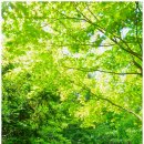 오대산 소금강에서....^^* 이미지