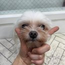 뽀뽀애견샵 네이버블로그