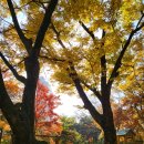 가야-4 | 올해 마지막 단풍 ! 남산에서 꼭 가야하는 힐링코스 4 (현실후기)