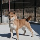 시바견 전문 가도켄넬 이미지