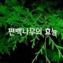 편백나무스토리