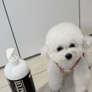 몽슈 펫그루밍샵 | 강아지샴푸 &#39;하이포닉 그루밍 아티스트 샴푸(가위컷...성분 프리미엄 기능성 샵전용 전문가용 비숑 푸들...