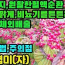 선창협미(자)―노화방지,노폐물체외배출,멜라닌세포형성억제,피부미용,혈전증,동맥경화,기미·주근깨·피부알러지·잡티,방광염,요도염,소변불리,구 이미지