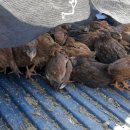 시골닭 농장 이미지