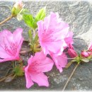 봄날 그전집 이미지