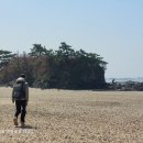 몽산포 송림 이미지