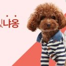 이쁘개 이미지