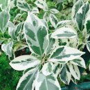 [개인과제] 무늬 벤자민 고무나무(Ficus benjamina L. 'Variegate' ) - 154635 김명선 이미지