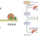 돼지감자 속의 이눌린 이미지