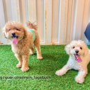 어몽독스 이미지