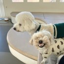 포근(FOGN) 이미지