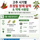 안일영농 | 고추 병해충 방제 달력｜시기별 약제 사용법, 정식기, 장마철, 수확기