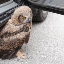 부엉이집 이미지