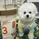 중앙덴탈 | 강아지치석제거껌 추천템 후즈후 비숑 강아지덴탈껌 급여후기