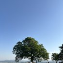 성흥로97번길 | [부여] 사랑나무 &amp; 궁남지| 힐링여행지, 꿀팁, 주차, 시간대